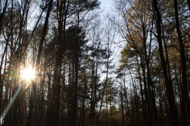Sonbaharda, güneşli bir günde birçok uzun ağacın olduğu bir orman..