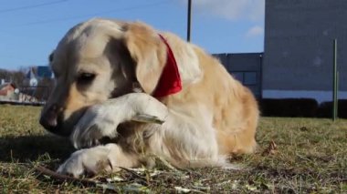 Köpek yetiştiricisi Golden Retriever çimde bir çubuk kemiriyor. Güneşli bir günde boynunda kırmızı bir eşarp olan bir köpek yürüyüşe çıktı..