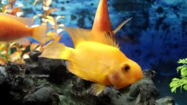 Cichlids - akvaryumda çok hareketli ve parlak akvaryum balıkları oynuyor.. 