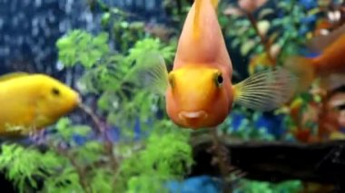 Afrika cichlidleri - Cichlov ailesinden balıklar, Pseudotropheus Demasoni, Kırmızı papağan cichlid, mavi yunus, sarı labidochromis evdeki akvaryumda.