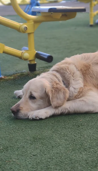 Kutyafajta Golden Retriever Egy Zöld Háttér Játszótéren Reggel Sportolás Kutya — Stock Fotó