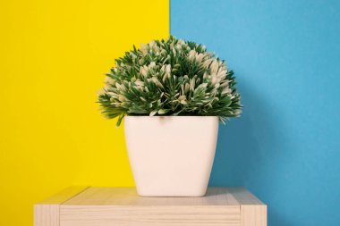 Beyaz bir rafta, mavi ve sarı bir duvarın karşısında bir tencerede kapalı bir bitki. Mavi bir duvara karşı raftaki güzel saksılarda küçük kapalı bitkiler..