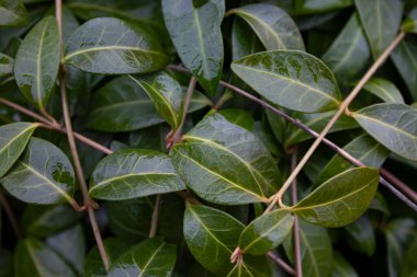 Yeşil yaprakların arkaplanı. Yaratıcı düzen, yeşil yapraklar, tasarım, reklam kartı veya davetiye için. Soyut yeşil doku yaprakları, doğa arka planı, tropikal yaprak.