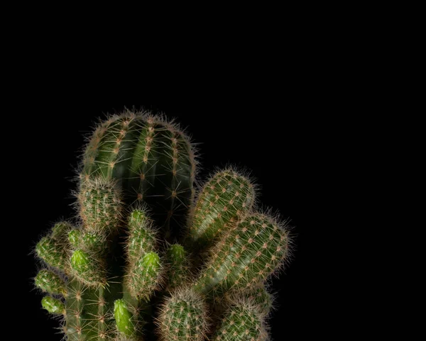 Zbliżenie Kaktusa Czarne Izolowane Tło Kaktusem Zielony Kaktus Bliska Czarnym — Zdjęcie stockowe