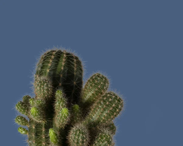 Cactus Verde Sobre Fondo Azul Aislar —  Fotos de Stock