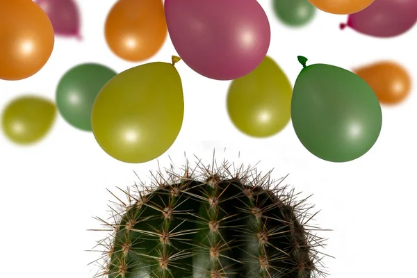 Cactus Close Fundo Branco Balões Voam Cima Para Baixo Nos — Fotografia de Stock