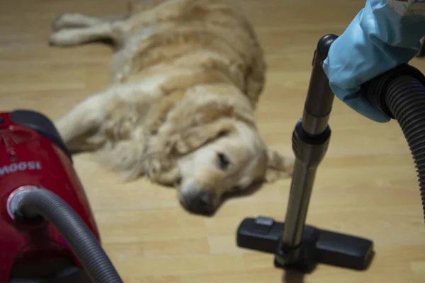 Köpek cinsi Labrador Golden Retriever 'ın yanında elektrikli süpürgeyle evi temizliyorum. Köpeğin yaşadığı evi temizliyorum. Köpek yerde uyuyor ve temizliğe karışıyor..