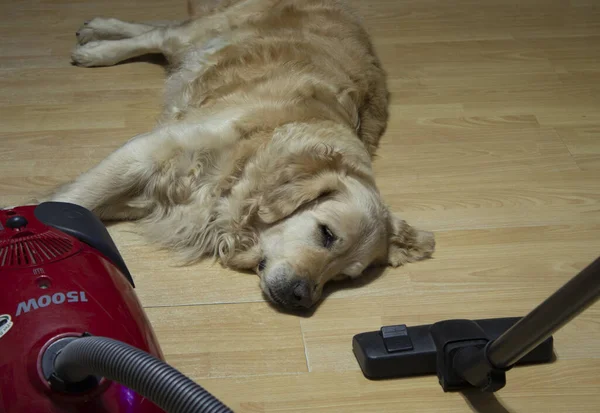 Limpieza Casa Con Una Aspiradora Junto Raza Perros Labrador Golden —  Fotos de Stock