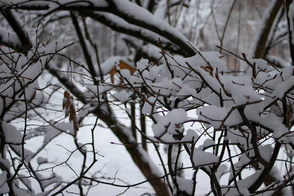 Gefrorene Zweige Mit Eiskristall Ein Zweig Frost Auf Dem Blauen — Stockfoto