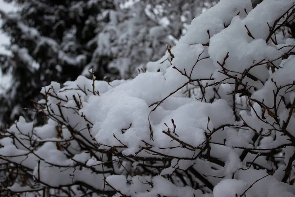 Заморожені Гілки Крижаним Кристалом Гілка Морозу Блакитному Снігу Красиві Гілки — стокове фото