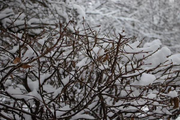 Gefrorene Zweige Mit Eiskristall Ein Zweig Frost Auf Dem Blauen — Stockfoto