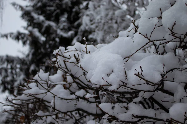 Allee Des Winterwaldes Mit Bäumen Gefrorene Zweige Mit Eiskristall Ein — Stockfoto