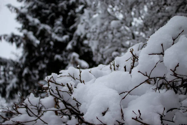 Гілки Снігу Взимку Алея Зимового Лісу Деревами Заморожені Гілки Крижаним — стокове фото
