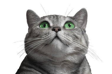 İskoç soyundan yeşil gözlü yetişkin bir gri kedi. Yeşil gözlü kedi. Gri çizgili, güzel yeşil gözlü komik bir kedi. Evcil hayvanlar ve yaşam tarzı konsepti.