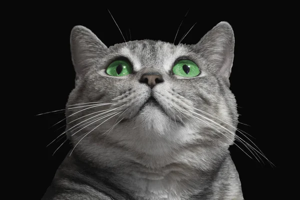 Gato Olhos Verdes Gato Bonito Listrado Cinza Grande Engraçado Com — Fotografia de Stock