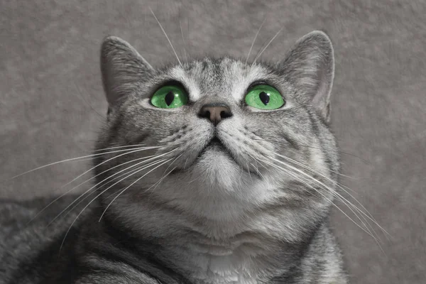 緑の目の猫 美しい緑の目で面白い大きな灰色の縞模様のかわいい猫 ペットとライフスタイルのコンセプト — ストック写真