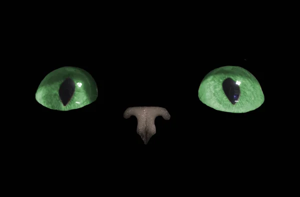 Grüne Katzenaugen Leuchten Dunkeln Auf Schwarzem Hintergrund — Stockfoto