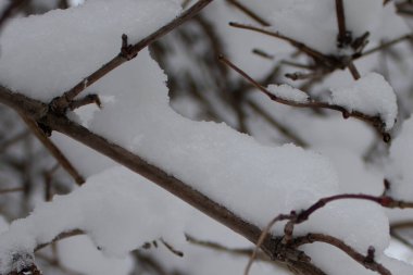 Ağaçların dallarında kar. Karla kaplı ağaç dalları. Güzel kış manzarası.