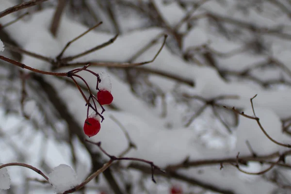 Χιόνι Στα Κλαδιά Του Δέντρου Ρόουαν Κόκκινα Μούρα Καλυμμένα Χιόνι — Φωτογραφία Αρχείου
