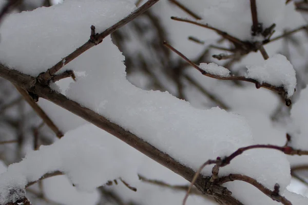 Сніг Гілках Дерев Гілки Дерев Покриті Снігом Красивий Зимовий Пейзаж — стокове фото