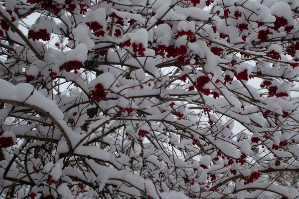 Χιόνι Στα Κλαδιά Του Δέντρου Ρόουαν Κόκκινα Μούρα Καλυμμένα Χιόνι — Φωτογραφία Αρχείου