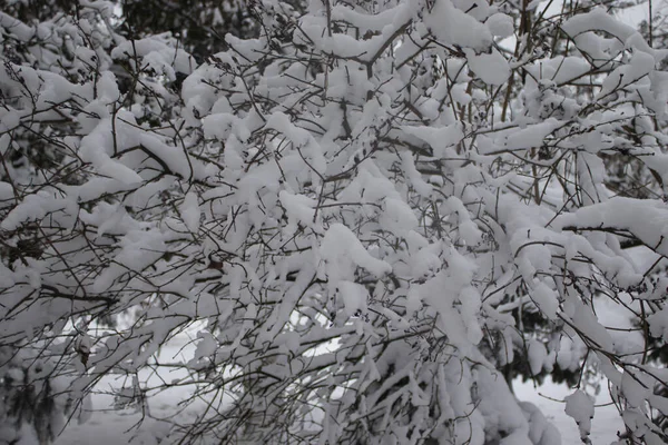 Schnee Auf Den Ästen Der Bäume Schneebedeckte Äste Schöne Winterlandschaft — Stockfoto