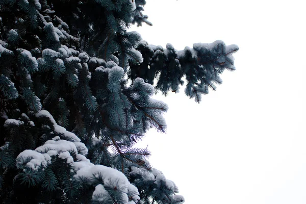 Κλαδί Είναι Καλυμμένο Χιόνι Ένα Κλαδί Δέντρου Καλυμμένο Χνουδωτό Χιόνι — Φωτογραφία Αρχείου