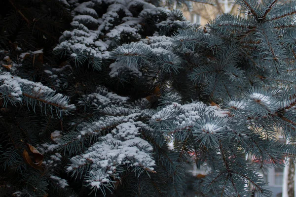 Ялинова Гілка Вкрита Снігом Гілка Дерева Вкрита Пухнастим Снігом Сосновою — стокове фото