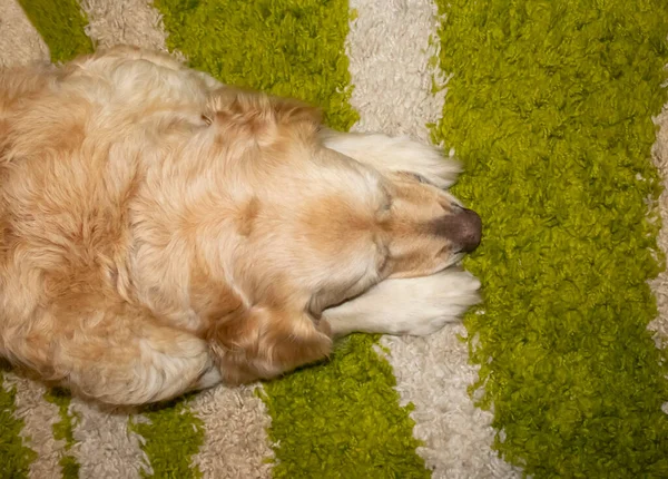 Yerde yatan Altın Labrador Retriever. Dairede yerde tatlı bir Golden Retriever yatıyor. Kanepenin yanında dinlenen sevimli sakin köpek, bedava fotokopi alanı. Mutlu Köpek Konsepti.