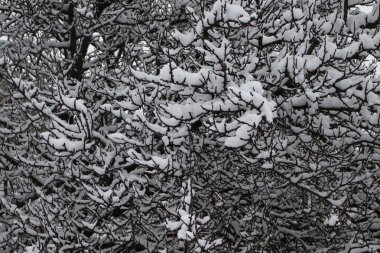 Soğuk bir kış gününde, çıplak bir ağaç dalında beyaz kar, yakın. Doğal arka plan. Seçici botanik geçmişi. Yüksek kalite fotoğraf.