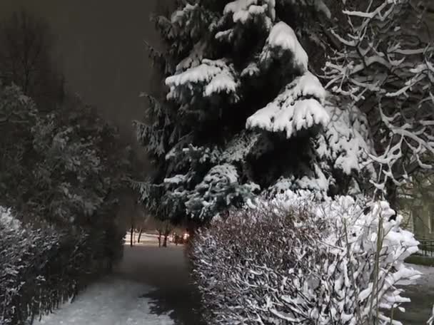 Neve Cobriu Árvores Numa Noite Limpa Fundo Natal Com Espaço — Vídeo de Stock