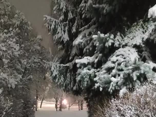 Neve Cobriu Árvores Numa Noite Limpa Fundo Natal Com Espaço — Vídeo de Stock