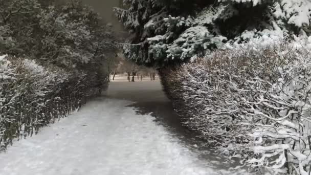 Bela Paisagem Inverno Com Árvores Cobertas Neve Noite Queda Neve — Vídeo de Stock