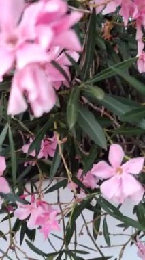Pembe çiçeklerle açan bir ağaç. Büyüleyici pembe çiçek dalları. Verandada çiçekler asılı..