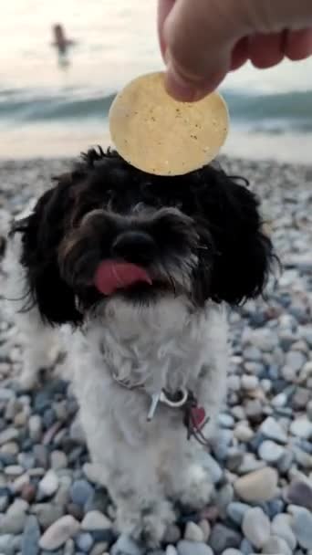 Une Jeune Femme Nourrit Son Chien Croustilles Près Lac Concept — Video