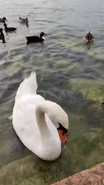 Swan Eats Grain Hand Group Swans Ducks Pond Woman Feeds — стокове відео