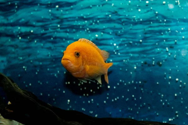 Yellow Cichlid Fish Charming Face Film Grain Effect Concept Comfort — Fotografia de Stock