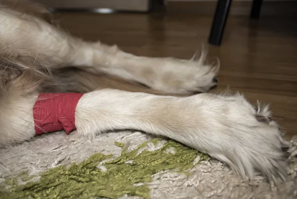 Dog Paw Wrapped Red Bandage Closeup — Φωτογραφία Αρχείου
