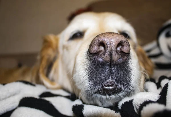 Close Portrait Brown Dog Relaxing Bed Home Closeup Photo Texture — Φωτογραφία Αρχείου