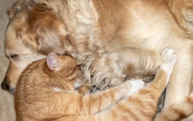 Kedi ve Köpek Birlikte Uyuyor. Kızıl Kedi ve Golden Retriever Trust, Birbirinizi Sevin, Hayattaki Dostlar. Köpekler ve Kediler Dostluğu. Mutluluk ve Ev Konforu kavramı.
