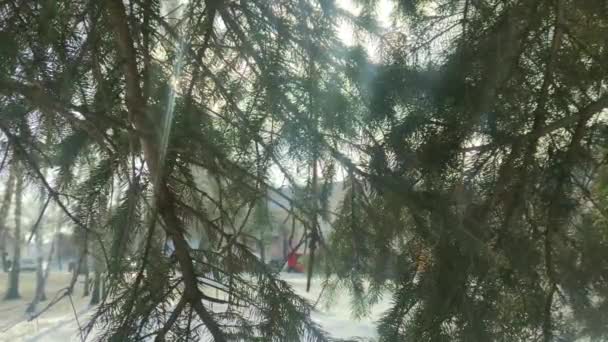 Branches Arbre Noël Dans Les Rayons Soleil Matin Dans Centre — Video