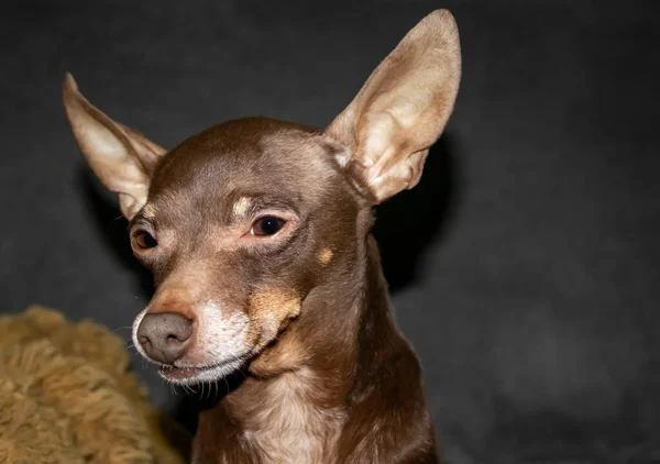 ブラウンChihuahua彼の肘掛け椅子に 美しいChihuahua犬 動物の肖像 灰色の背景のスタイリッシュな写真 面白い動物のコレクション — ストック写真