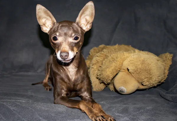 Kol sandalyesinde en sevdiği oyuncakla kahverengi bir Chihuahua. Güzel Chihuahua köpeği. Hayvan Portresi, Gri Arkaplanda Şık Fotoğraf. Komik Hayvanlar Koleksiyonu.