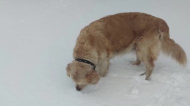 Golden Retriever, Kış Fırtınası sırasında Karda Kazıyor ve Oynuyor. Kış günü burnu ile derin karları kazan av köpeği. Komik Golden Retriever Kar Yiyor.