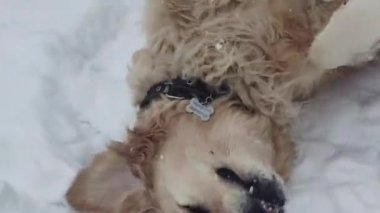 Golden Retriever, Kış Fırtınası sırasında Karda Kazıyor ve Oynuyor. Kış günü burnu ile derin karları kazan av köpeği. Komik Golden Retriever Kar Yiyor.