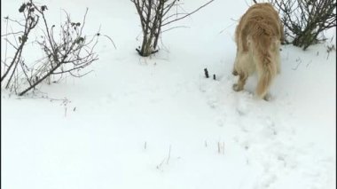 Oyuncu Altın Labrador Retriever. Kışın ormanda yürüyüş yapan bir hayvan parkuru arıyor. İyi Kokulu Retriever Breed 'in Avcı Köpeği. Avlanmak için köpek.