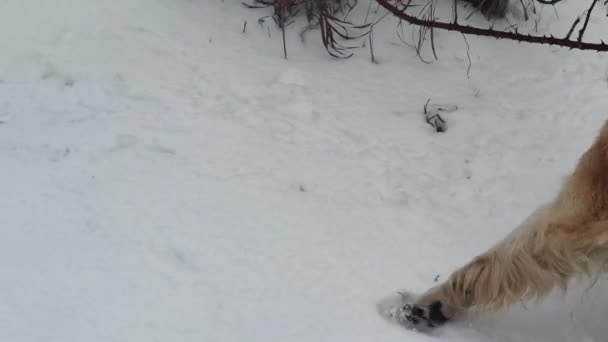 Hravý Zlatý Labrador Retrívr Hledáte Zvířecí Stopu Procházce Lesem Zimě — Stock video