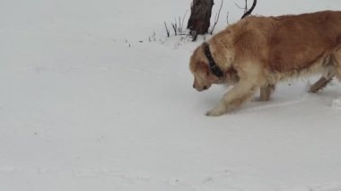 Labrador Retriever Dog kışın açık havada oynuyor. Kışın Altın Köpek..