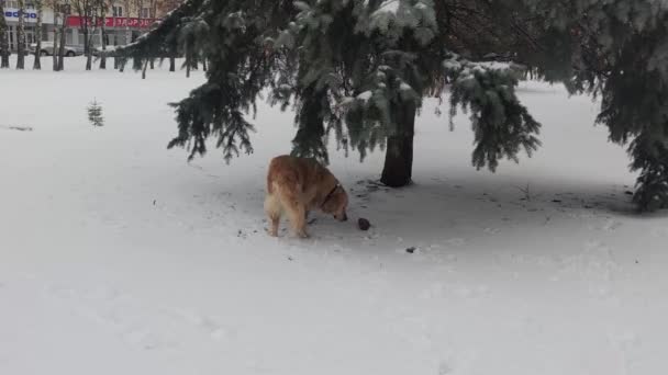 Golden Retriever Dog Inverno Labrador Retriever Cane Gioca All Aperto — Video Stock