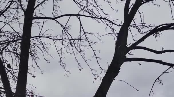 フィンチ Fringilla Montifringilla 冬に種子に餌を与えます 鳥フィンチ木の上でローワンを食べる 冬鳥の種は小さな群れに住んでいます 彼らは森の端 街の公園に住んでいます — ストック動画